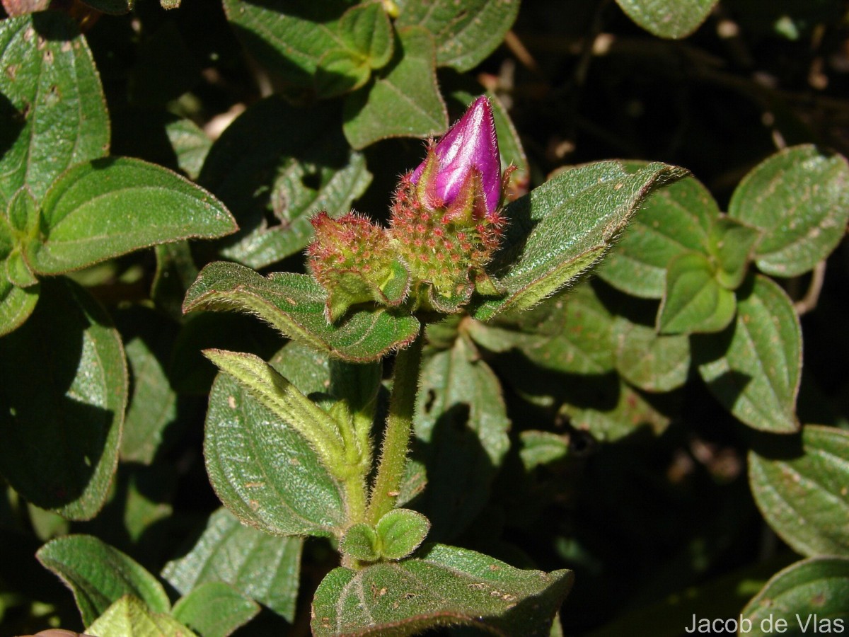 Pleroma urvilleanum (DC.) P.J.F.Guim. & Michelang.